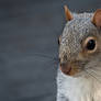Squirrel HeadShot