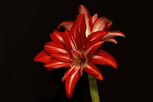 amaryllis2024