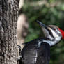 April Pileated 1