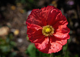 Flaming Red
