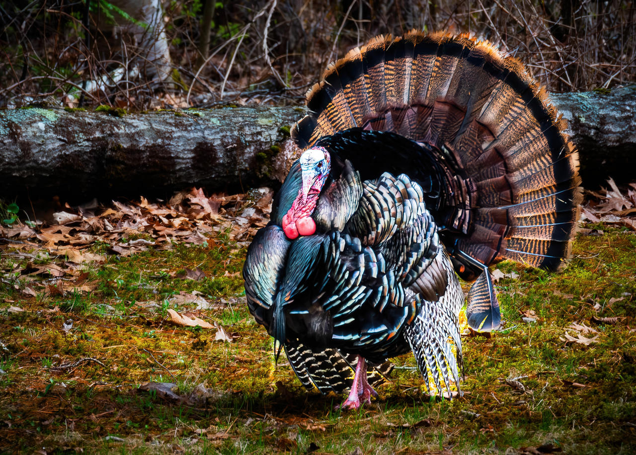 From Our Backyard to Yours