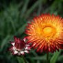fire blossom