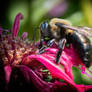 Bumble Bee Balm