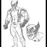 Wolverine Character drawings