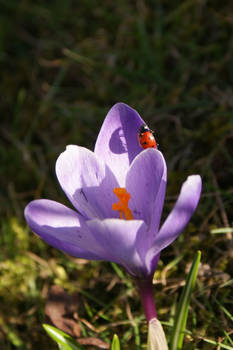 A walk on the crocus 02