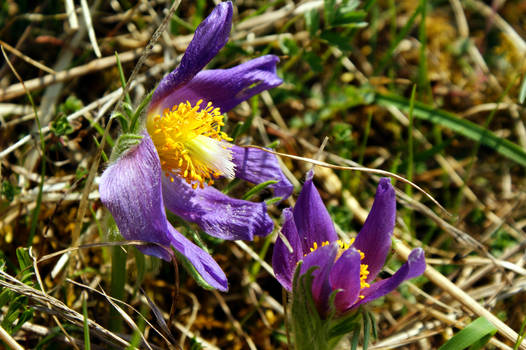 Pasque Flower