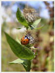 Ladybug by GraszlCristina