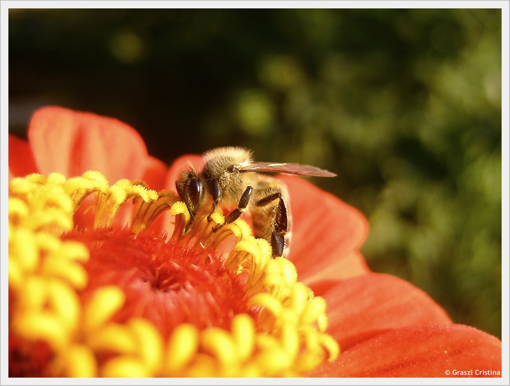 Bee on Flower