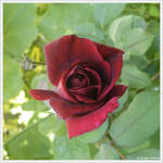 Red Rose by GraszlCristina