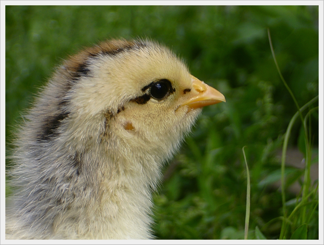 Baby Chicken (Profile)