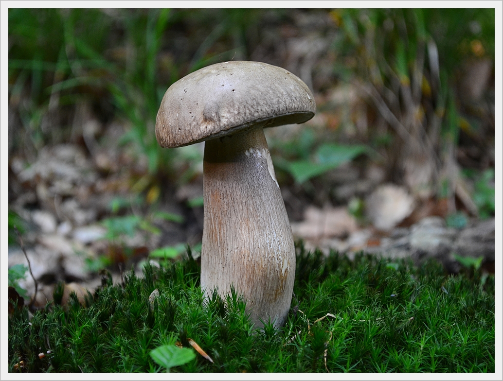 Mushroom