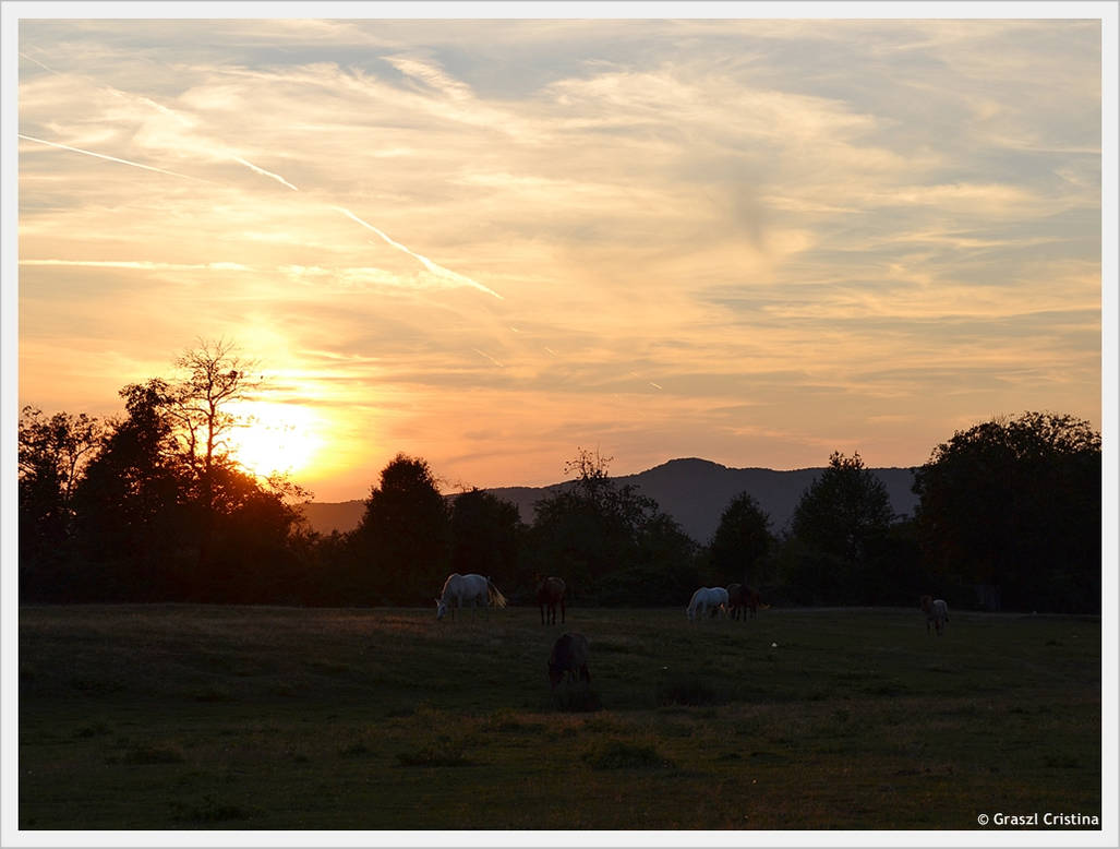 Horses at Sunset