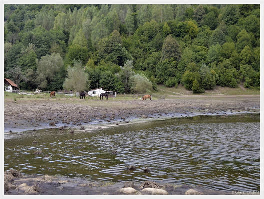 Horses grazing on the shore of lake