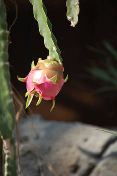 Dragonfruit.