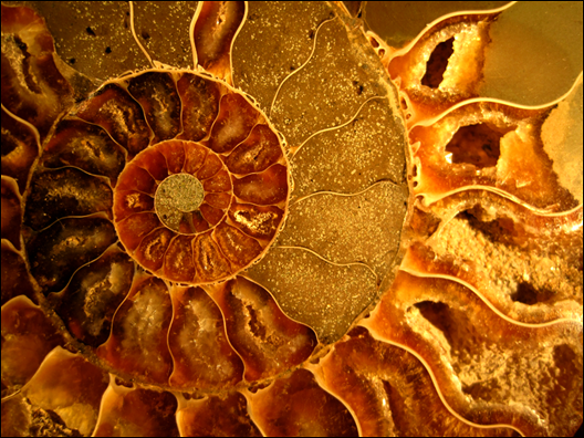 Beautiful Fossil