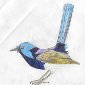 Supurb fairy wren