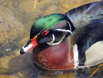 Wood duck