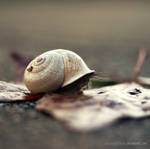 Lonely Snail by PiecesOfAnsley