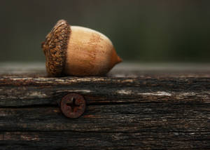 Lonely Acorn by PiecesOfAnsley