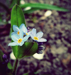 Forget me not.