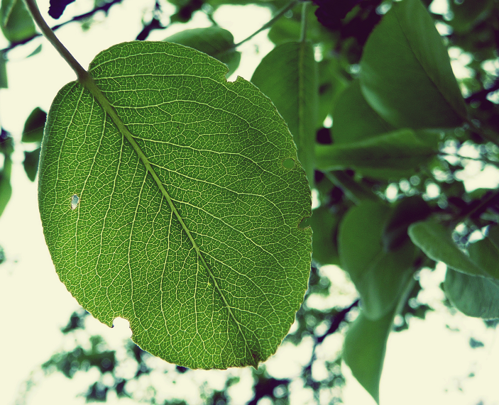 Leaf