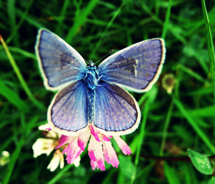 Butterfly.