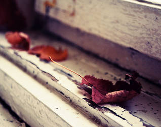 autumn leaves. by MateuszPisarski