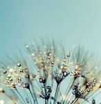 Magic Drops. by MateuszPisarski