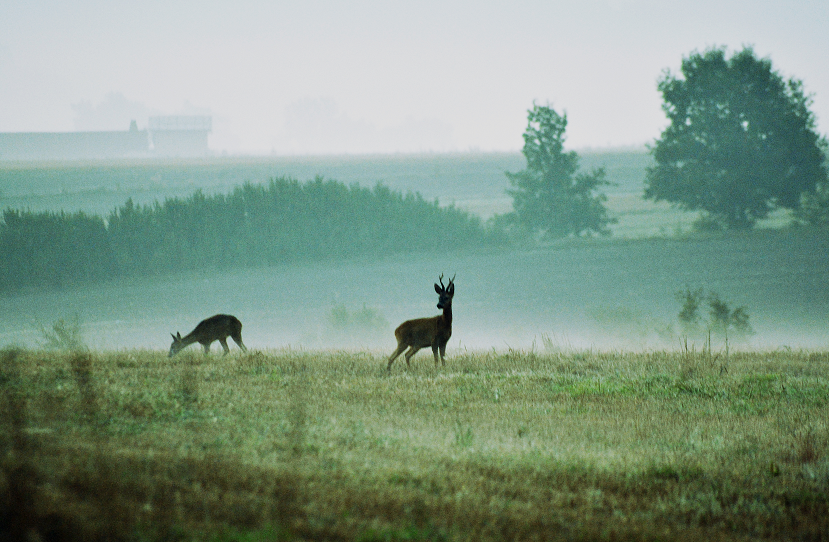 Walking in the mist.