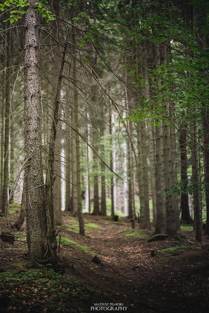 Inside forest.