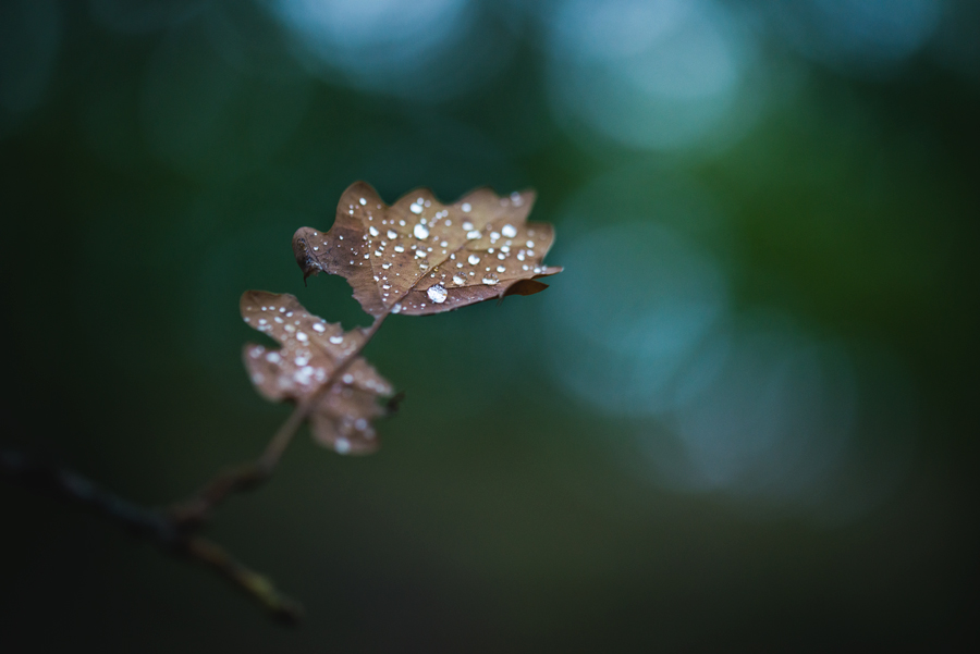 Autumn leaf.