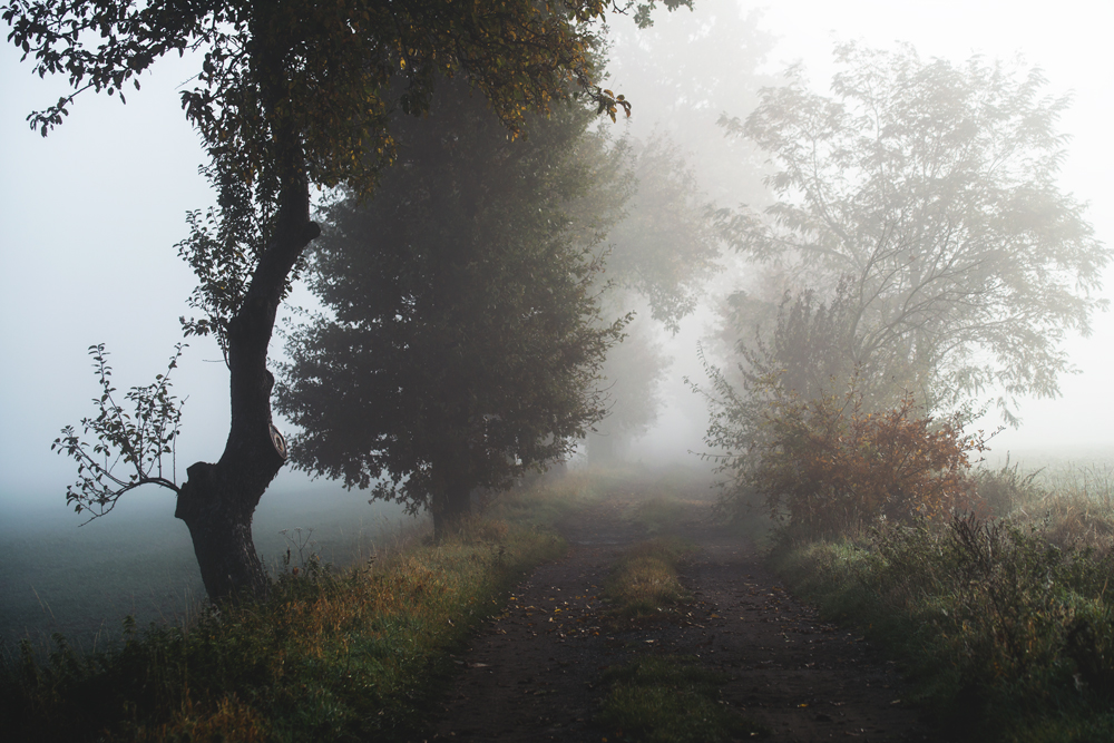 Misty Path. by MateuszPisarski