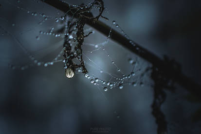 Dark Droplets.