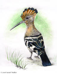 Hoopoe