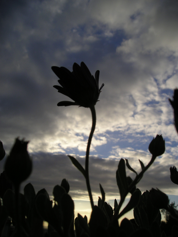 'Flor a florir desmedida...'