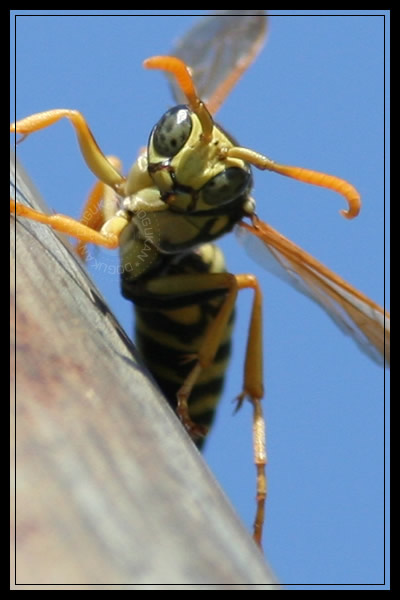 Surprised  Wasp