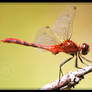 DragonFly 011