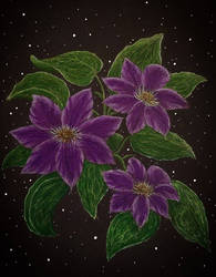 Cosmic Clematis