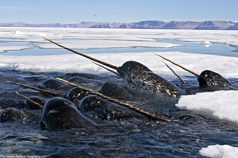 Narwhals