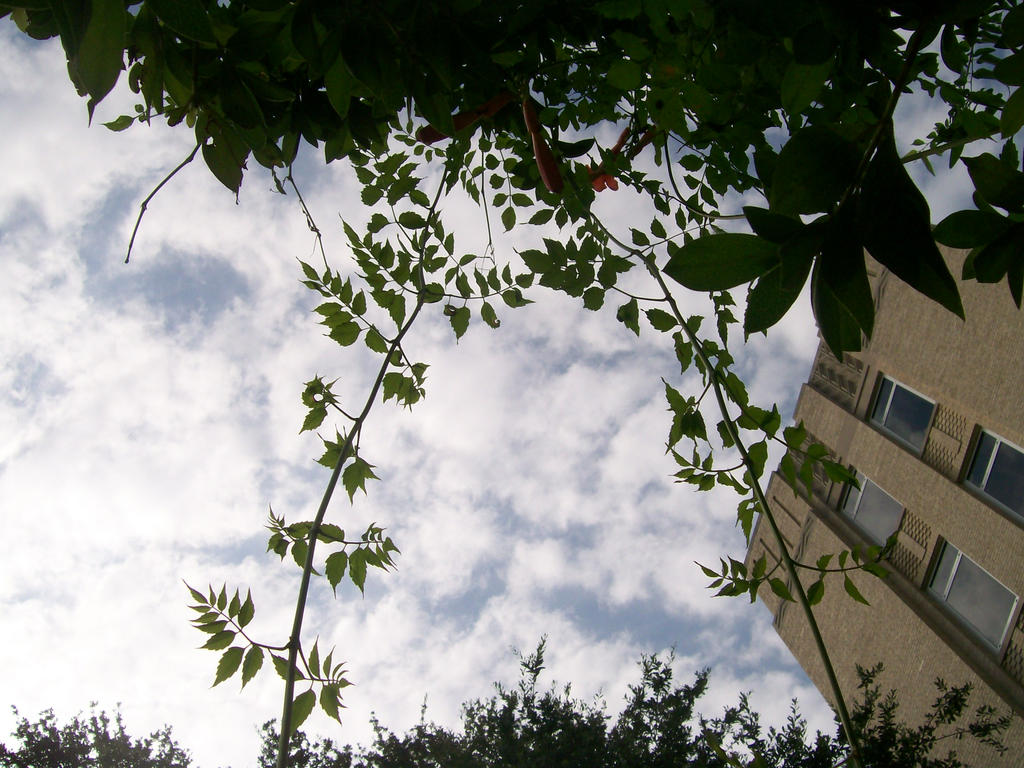 Dramatic Angle -Vines by crestles on DeviantArt