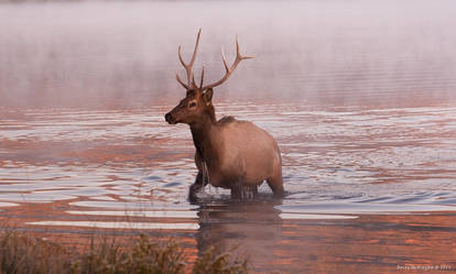 Morning Swim