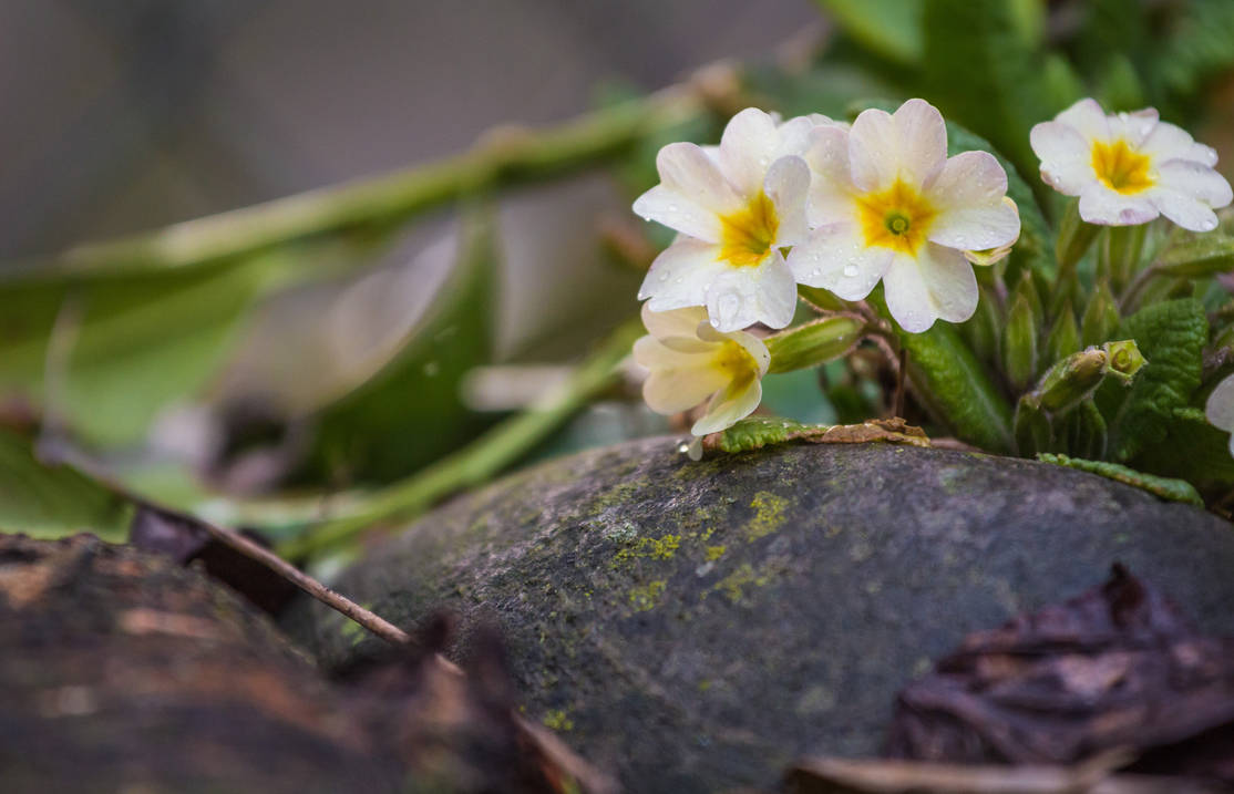 Gardenflowers by Fettoni