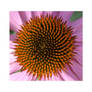 Echinacea2