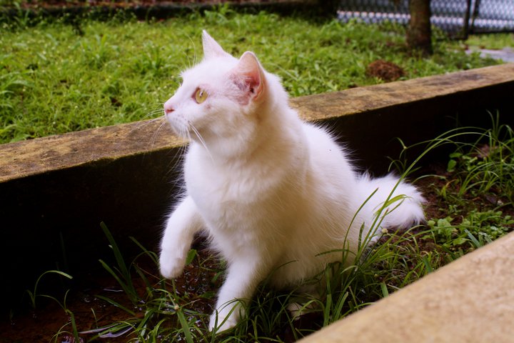 Kitty in the rain