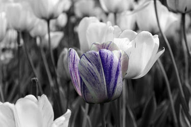 The Odd Purple Tulip