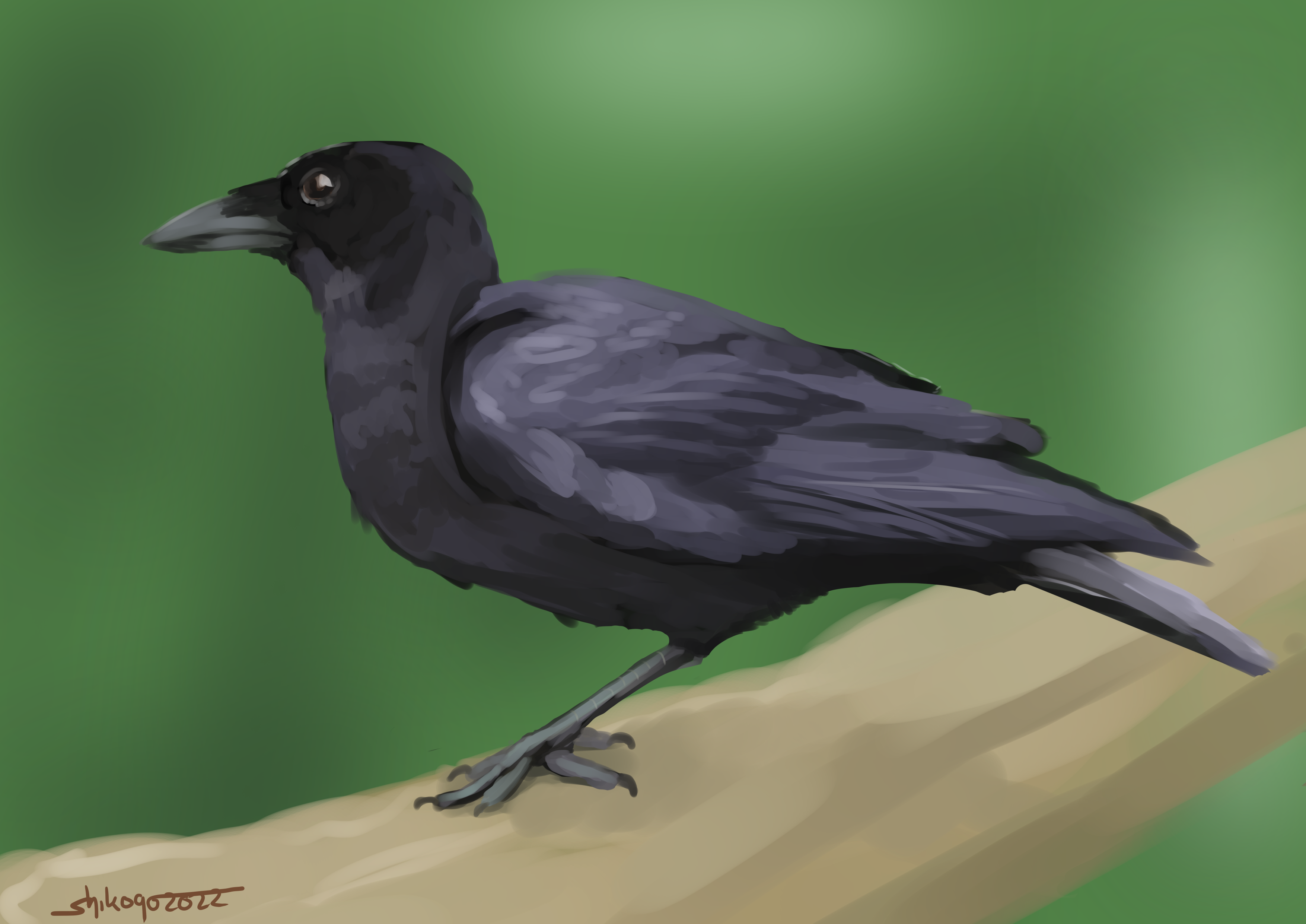 Crow Study