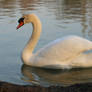 Swan