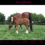 Horse Stock 001 - Dutch wb