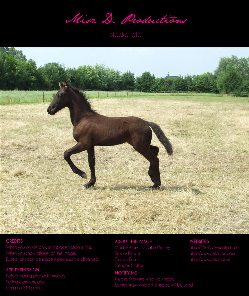 Horse Stock 003 - Friesian