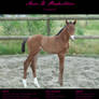 Horse Stock 008 - Dutch Wb.